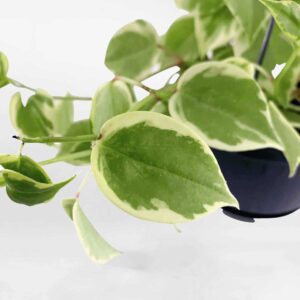 cay cang cua cam thach Peperomia scandens Variegata 2 1
