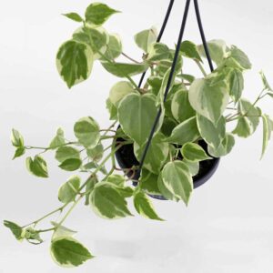 cay cang cua cam thach Peperomia scandens Variegata 3 1