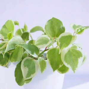 cay cang cua cam thach Peperomia scandens Variegata 4 1