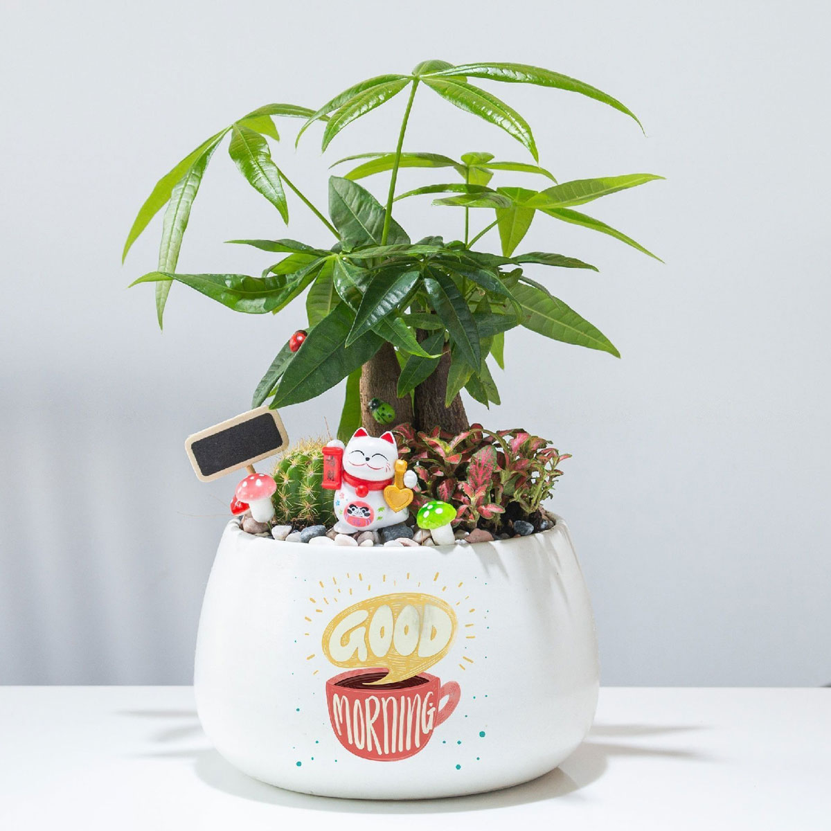 cay canh de ban chau su mix 2