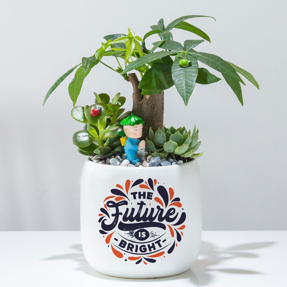 cay canh de ban chau su mix 3