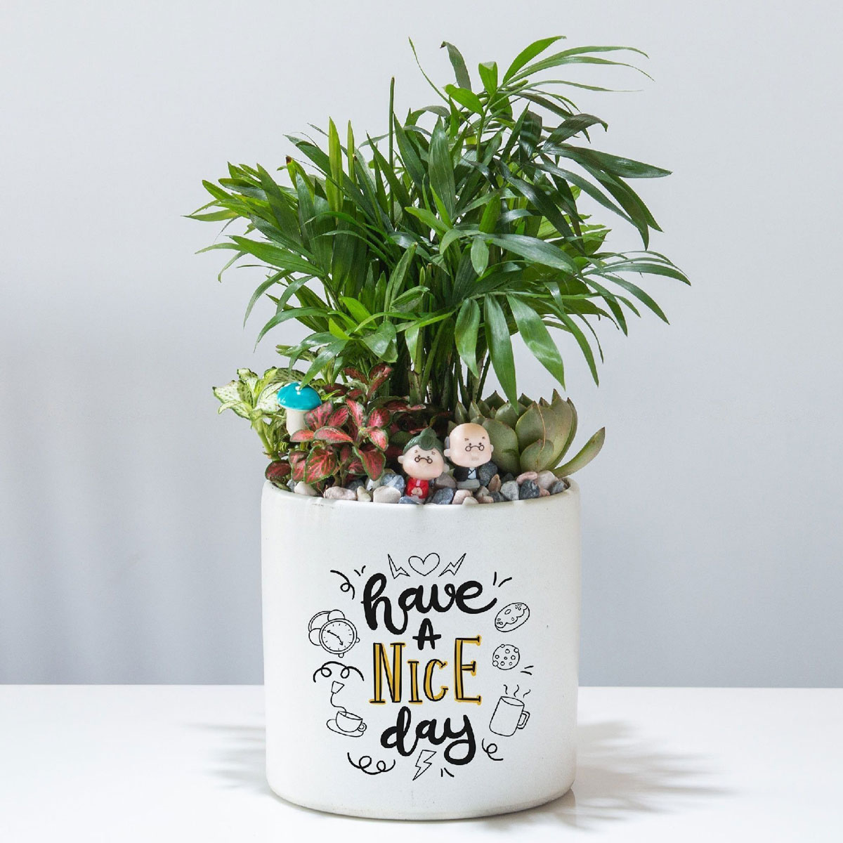 cay canh de ban chau su mix 4