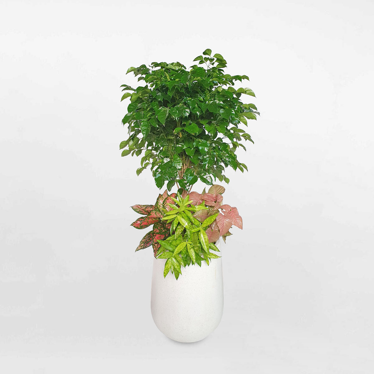 cay canh noi that mix cac loai cay