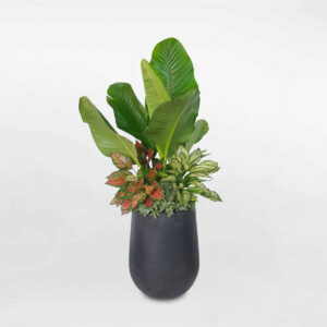 cay canh noi that mix chau da mai