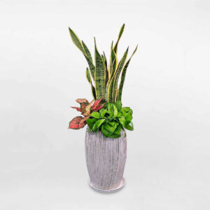 cay canh noi that mix luoi ho van loc trau ba 1