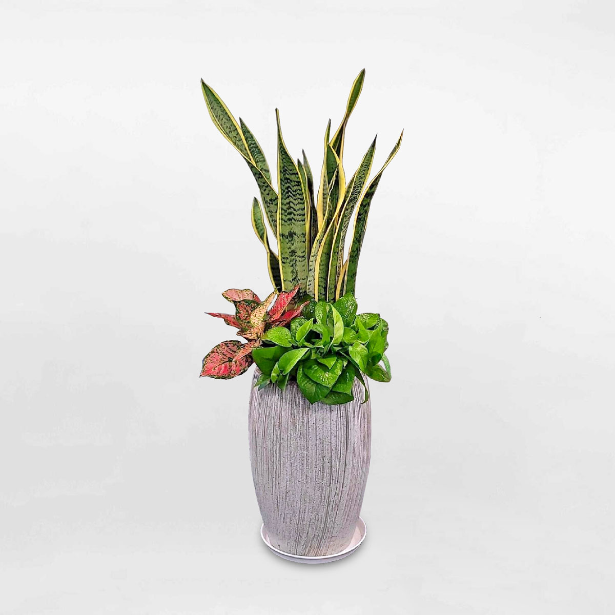 cay canh noi that mix luoi ho van loc trau ba 1