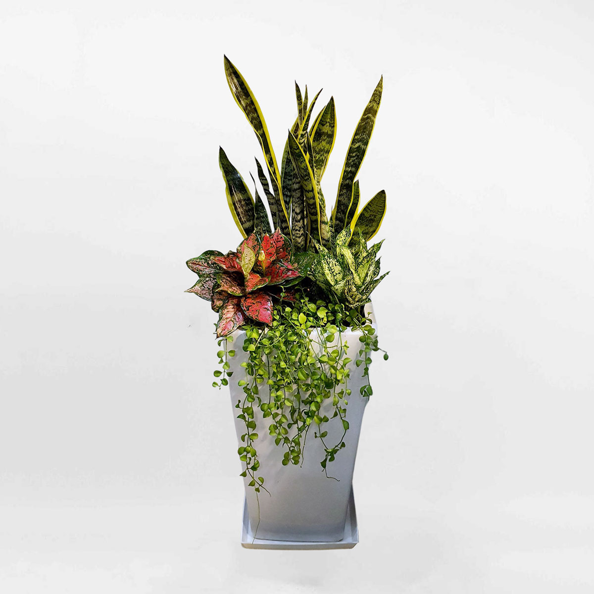 cay canh van phong mix 2