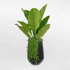 cay canh van phong mix dai phu gia