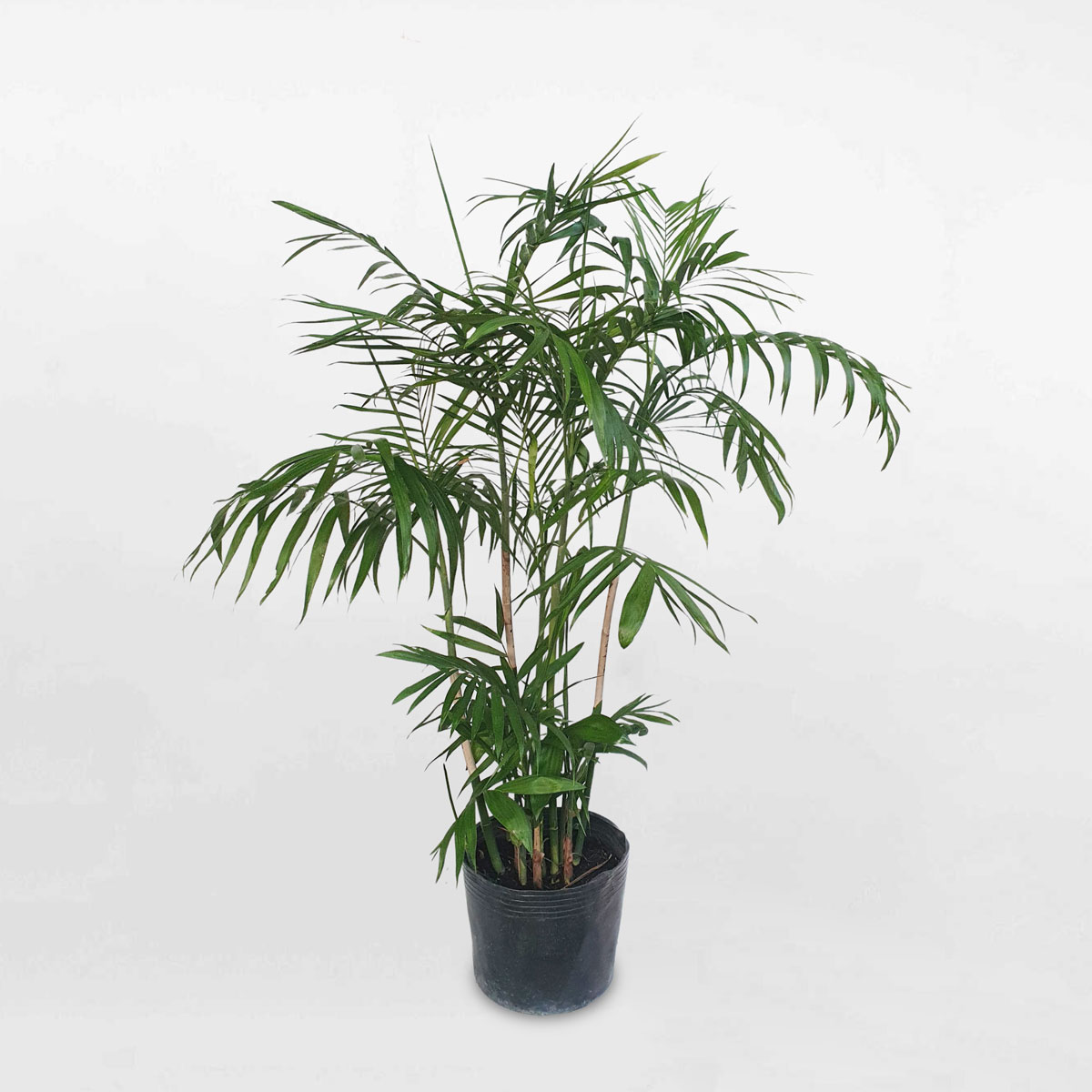 cay cau hawaii chau uom 1