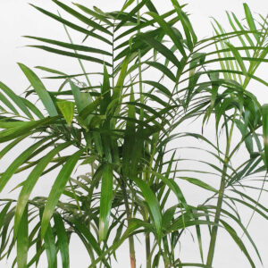 cay cau hawaii chau uom 2