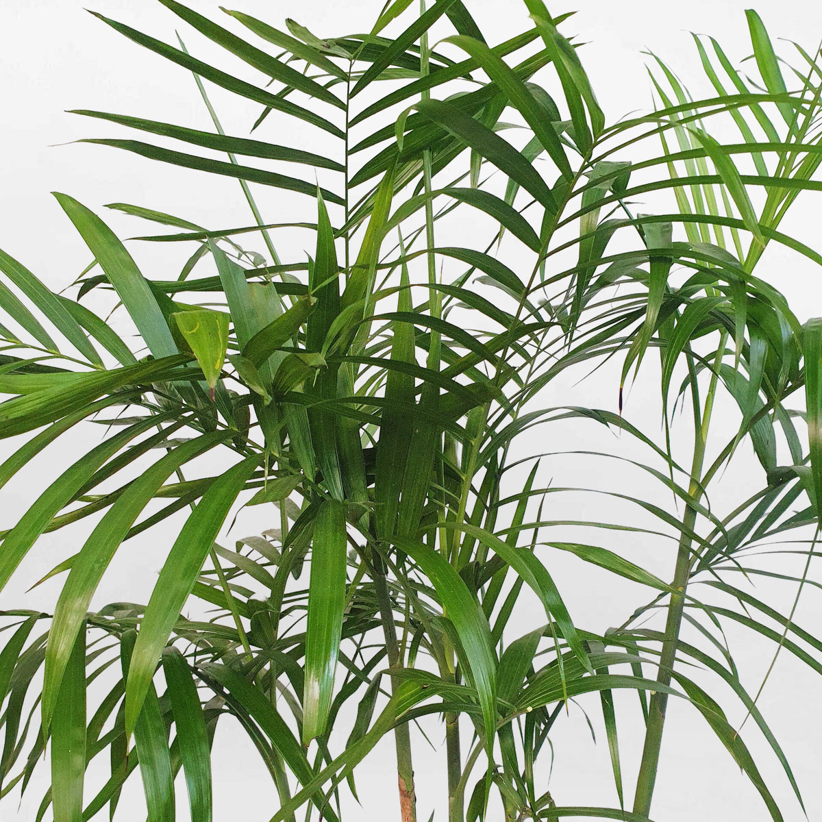 cay cau hawaii chau uom 2