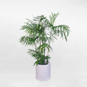 cay cau hawaii chau xi mang 1