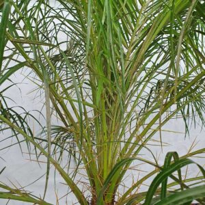 cay cau nga mi trang tri noi that