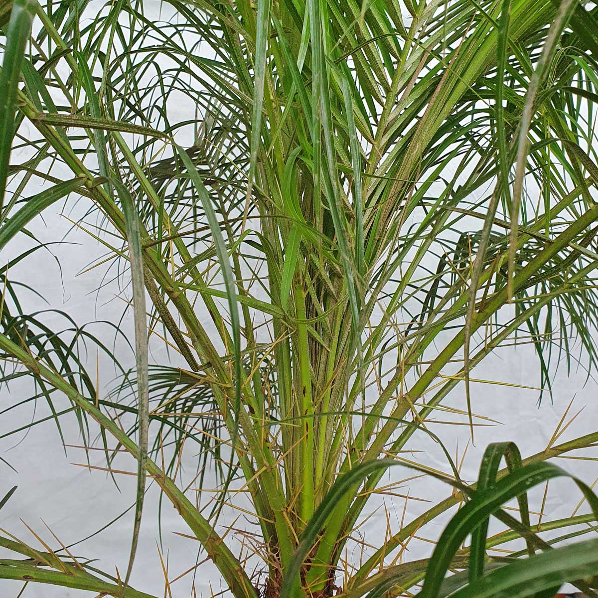 cay cau nga mi trang tri noi that