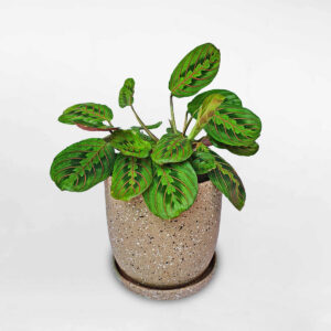 cay cau nguyen chau dat nung 1a