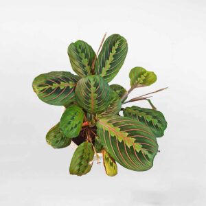 cay cau nguyen Maranta leuconeura 1