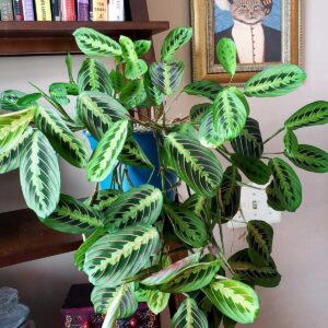 cay cau nguyen Maranta leuconeura 2