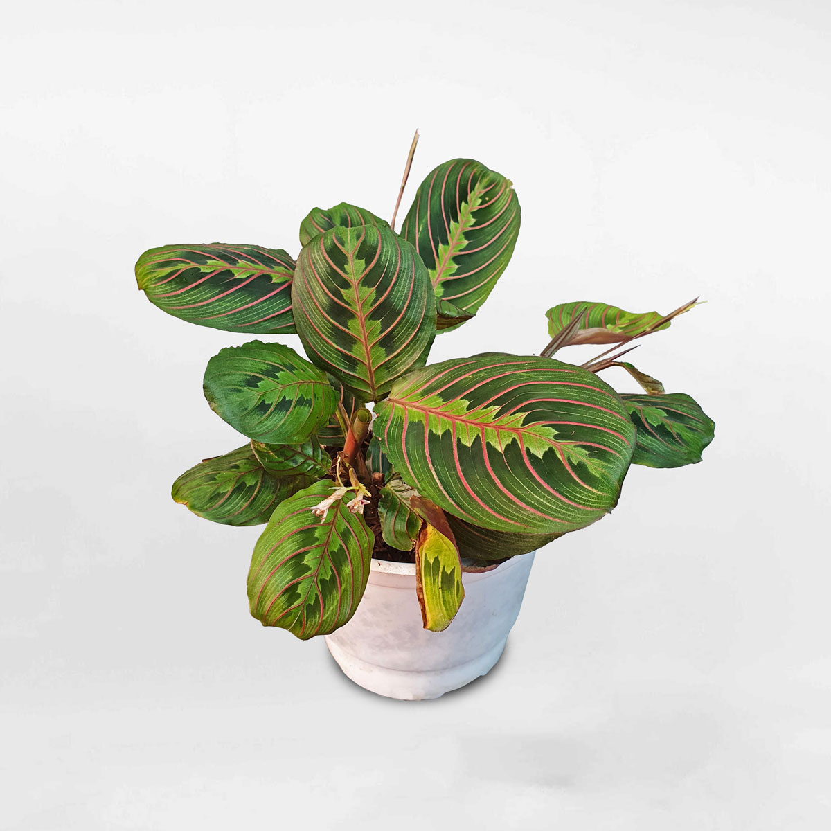 câu cầu nguyện Maranta