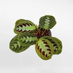 cay cau nguyen Maranta leuconeura massangeana