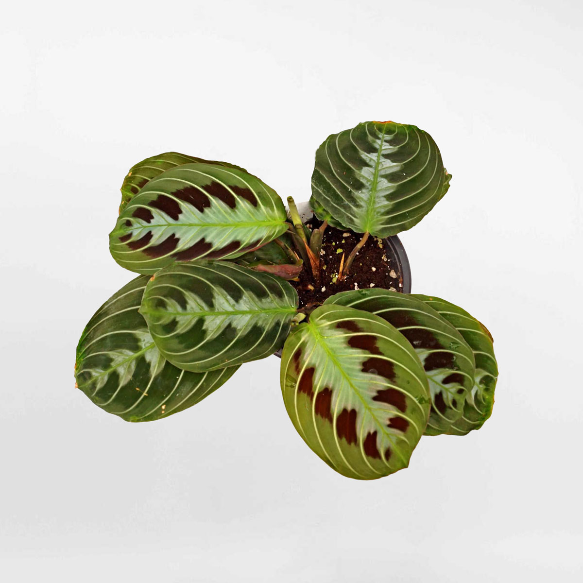 cay cau nguyen Maranta leuconeura massangeana