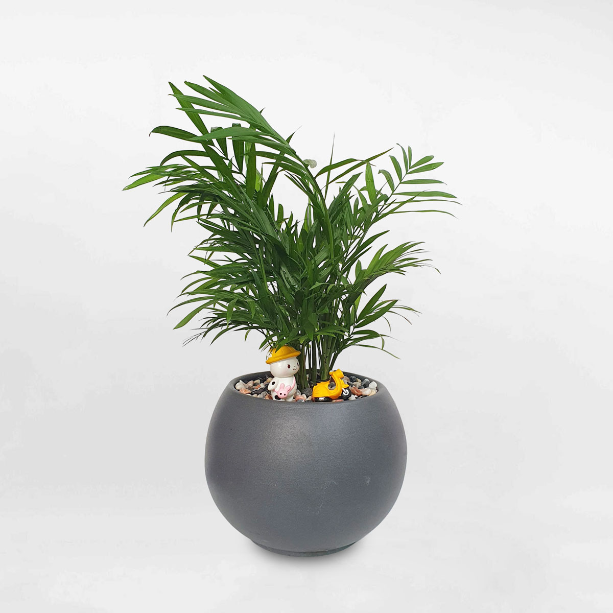 cay cau tieu cham de ban chau dat nung 1