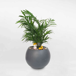 cay cau tieu cham de ban chau dat nung 1