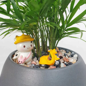 cay cau tieu cham de ban chau dat nung 2