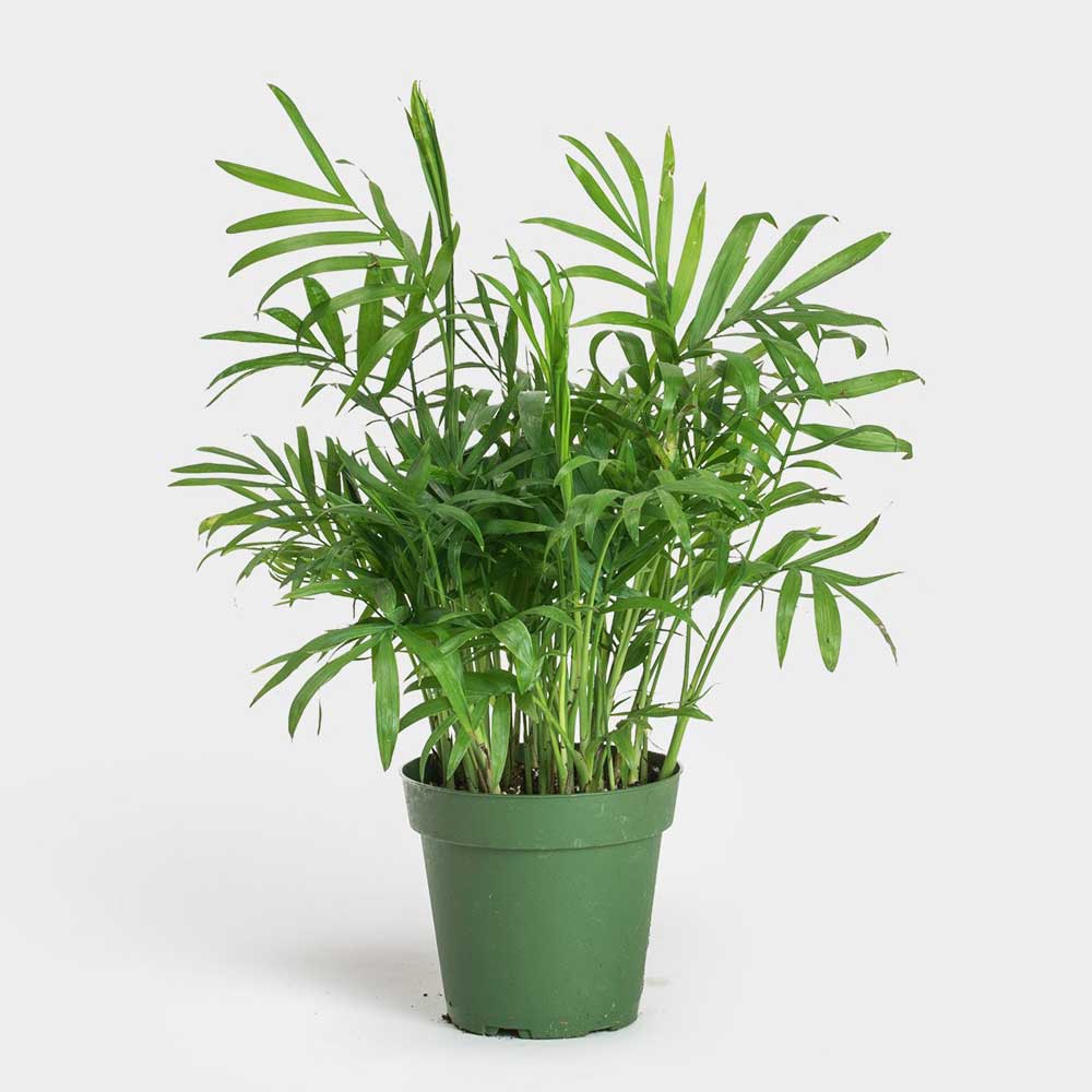 cau tiểu trâm mini để bàn