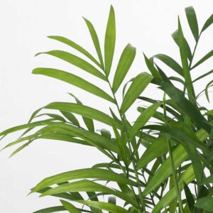 cau tiểu trâm mini để bàn