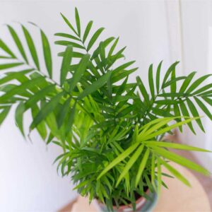 cau tiểu trâm mini để bàn