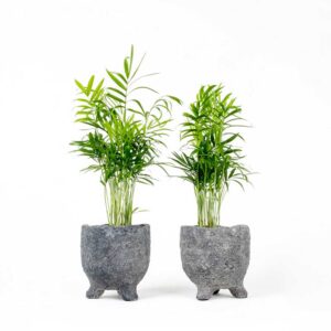 cau tiểu trâm mini để bàn