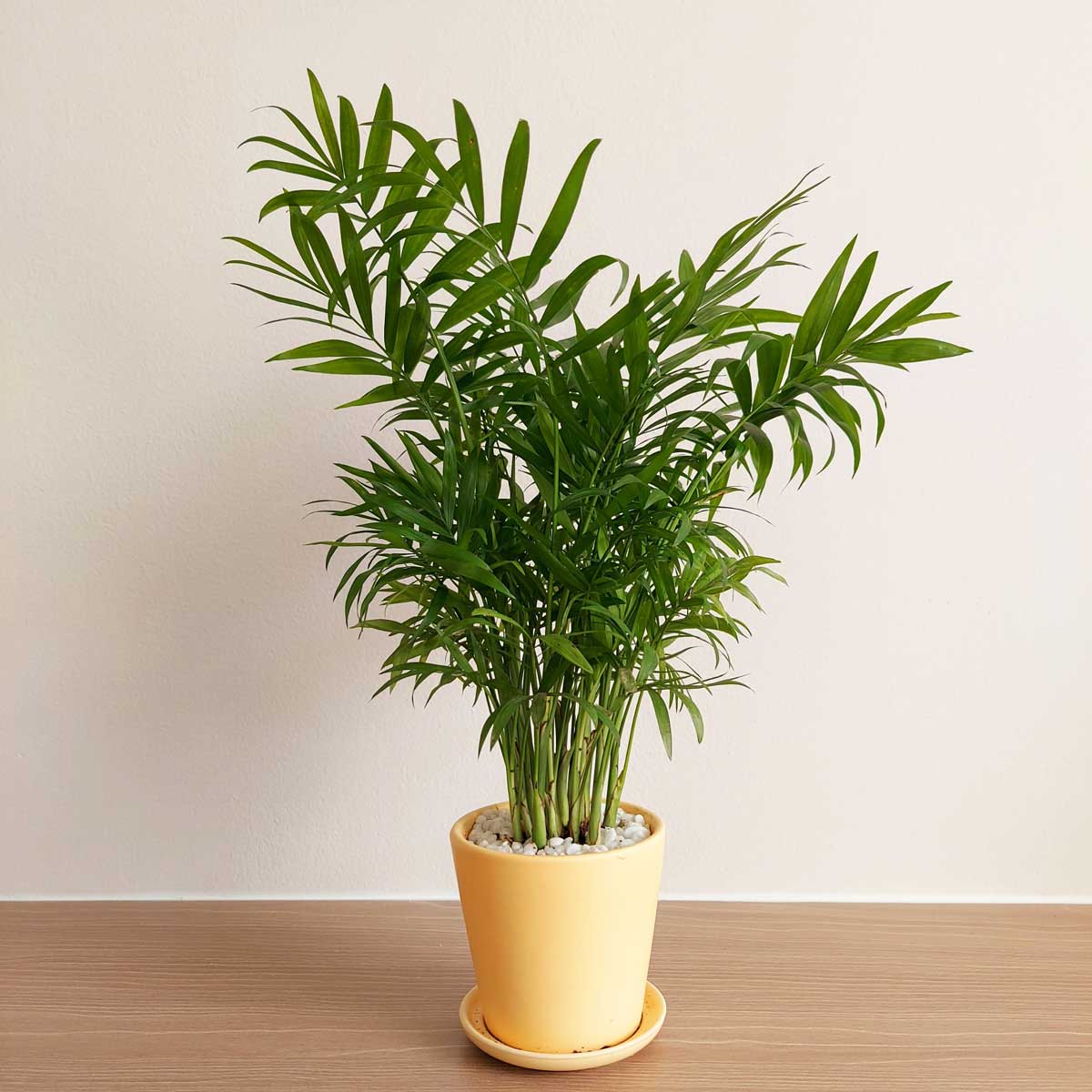 cay cau tieu tram de ban 1