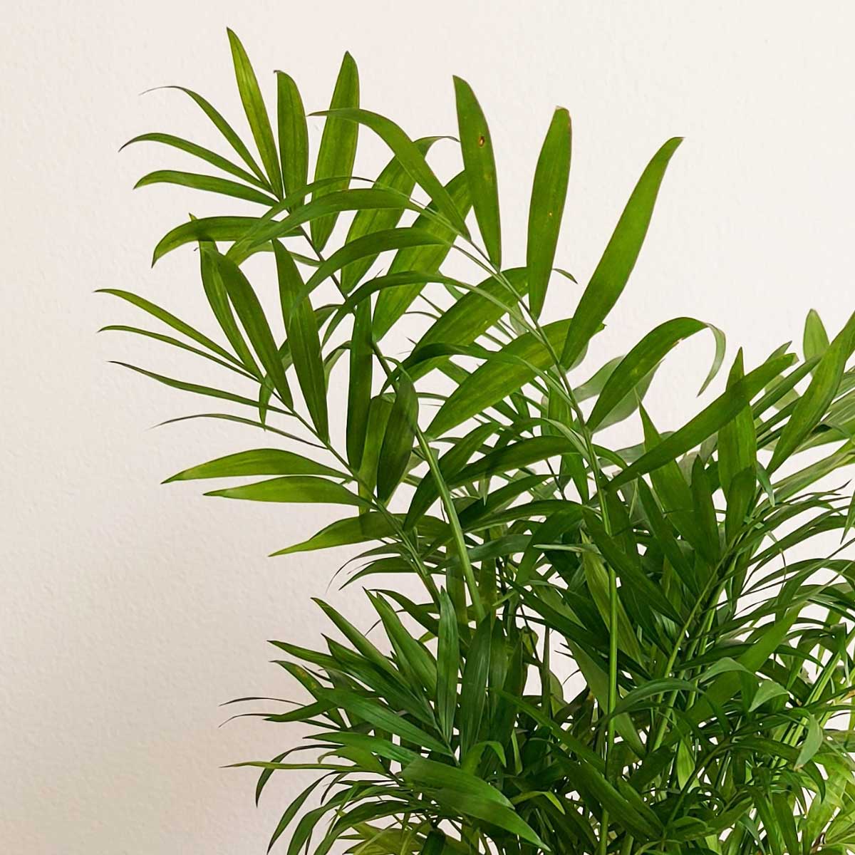 cay cau tieu tram de ban 2