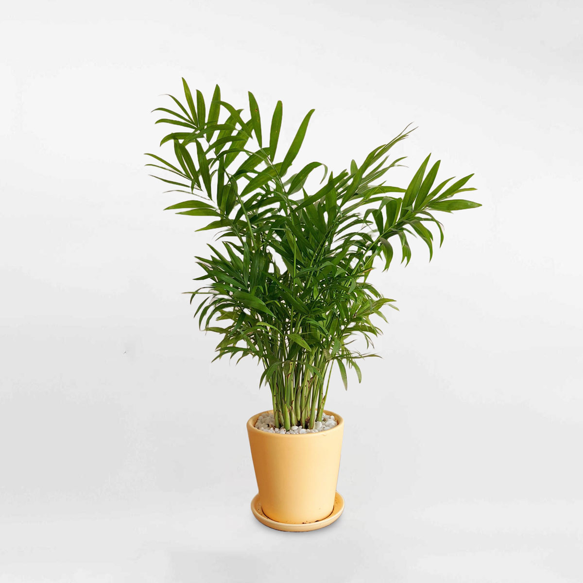 cay cau tieu tram de ban chau su