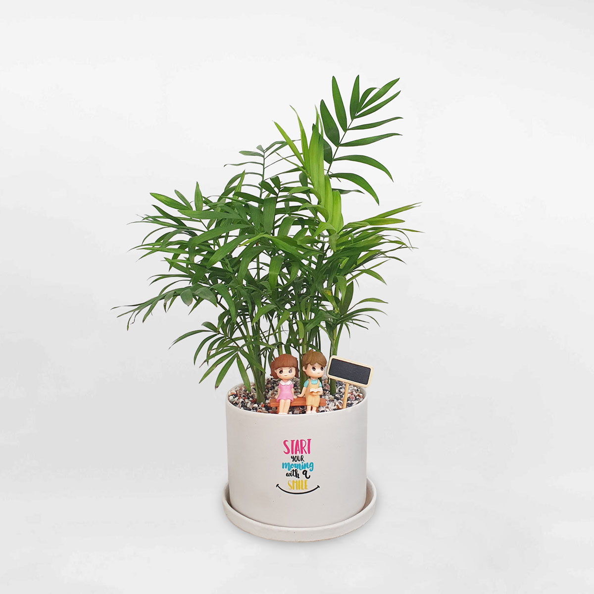 cay cau tieu tram mini de ban