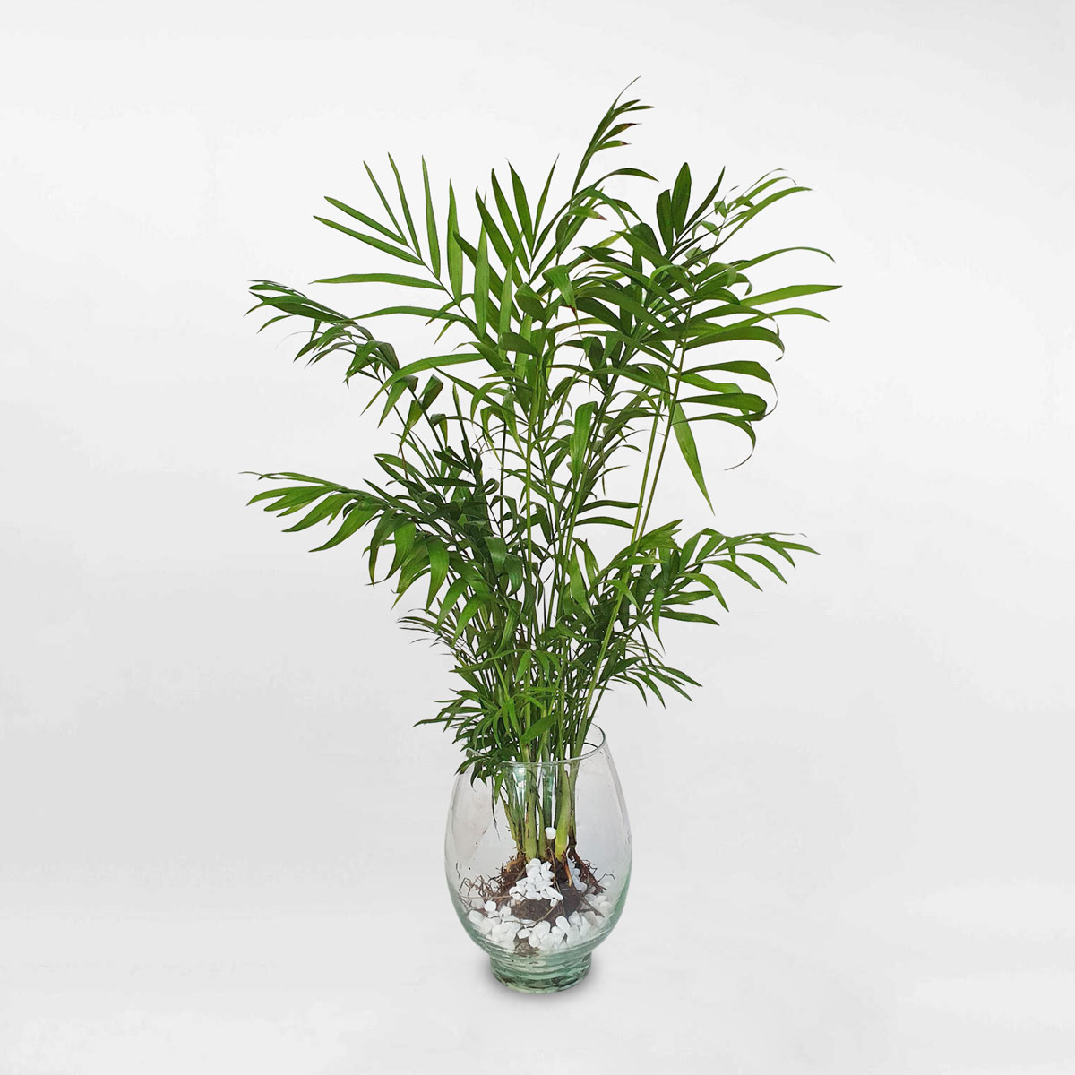 cay cau tieu tram thuy sinh 1 1