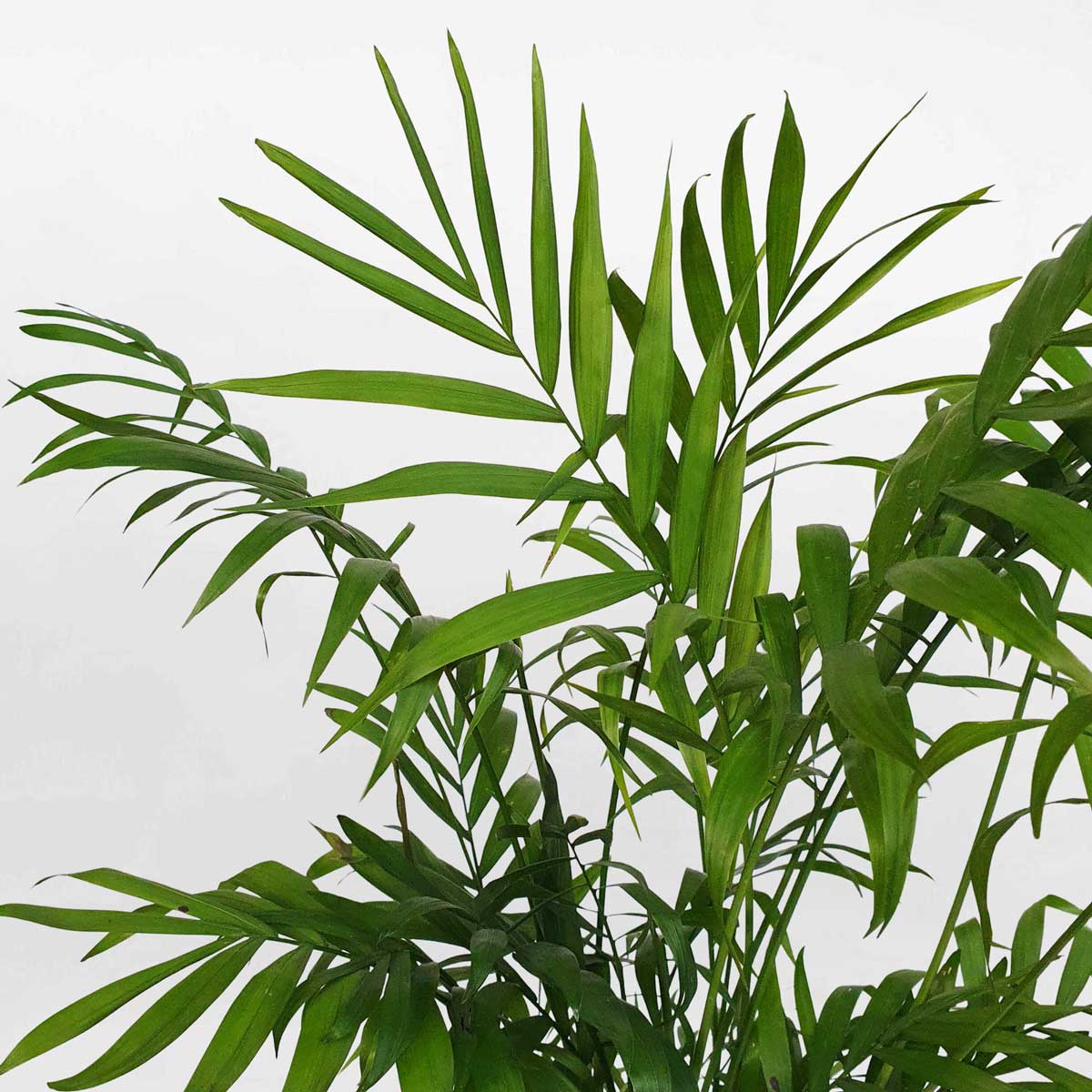 cay cau tieu tram thuy sinh 2 1