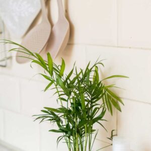 cay cau tieu tram thuy sinh 4