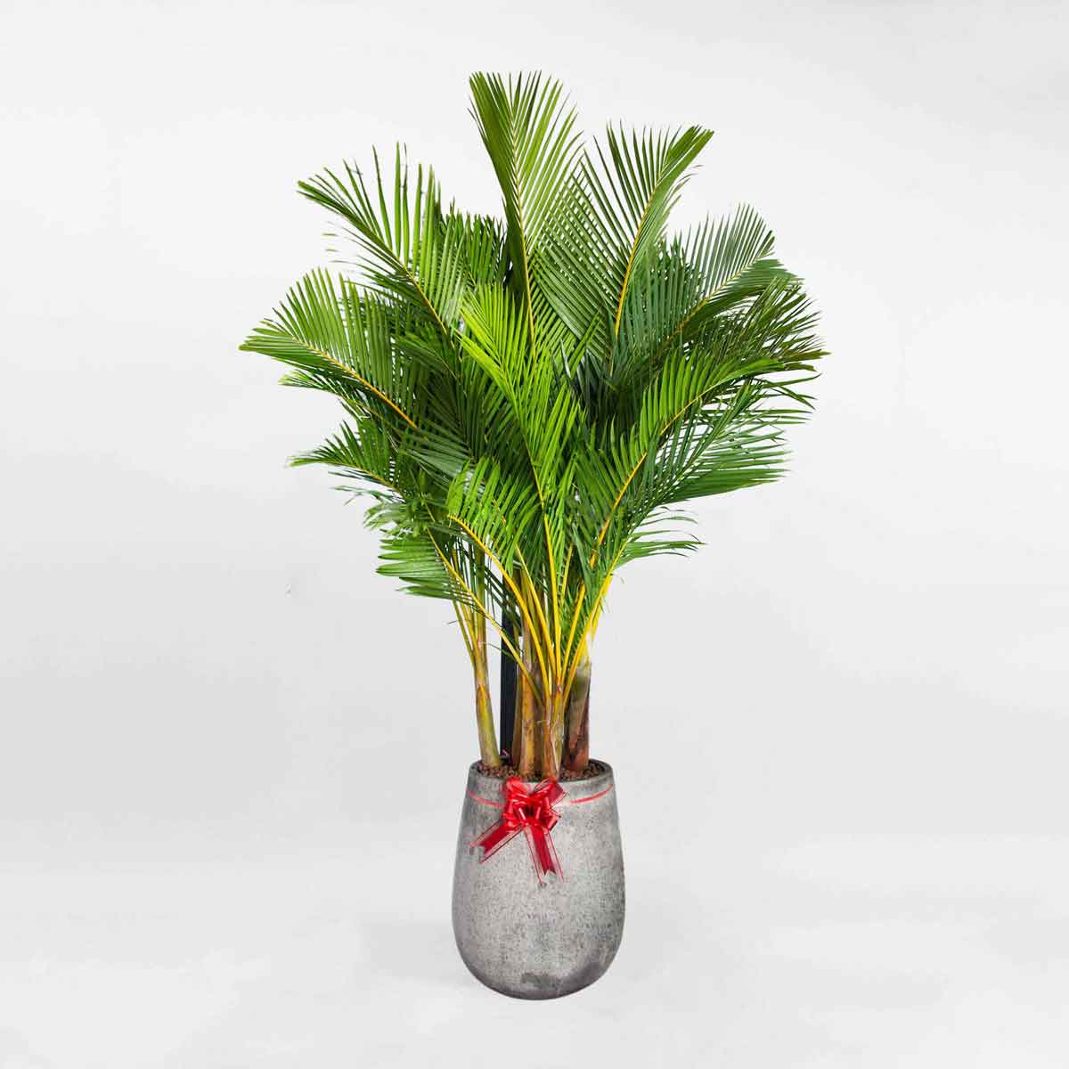 cay cau vang chau xi mang da mai ccv002a