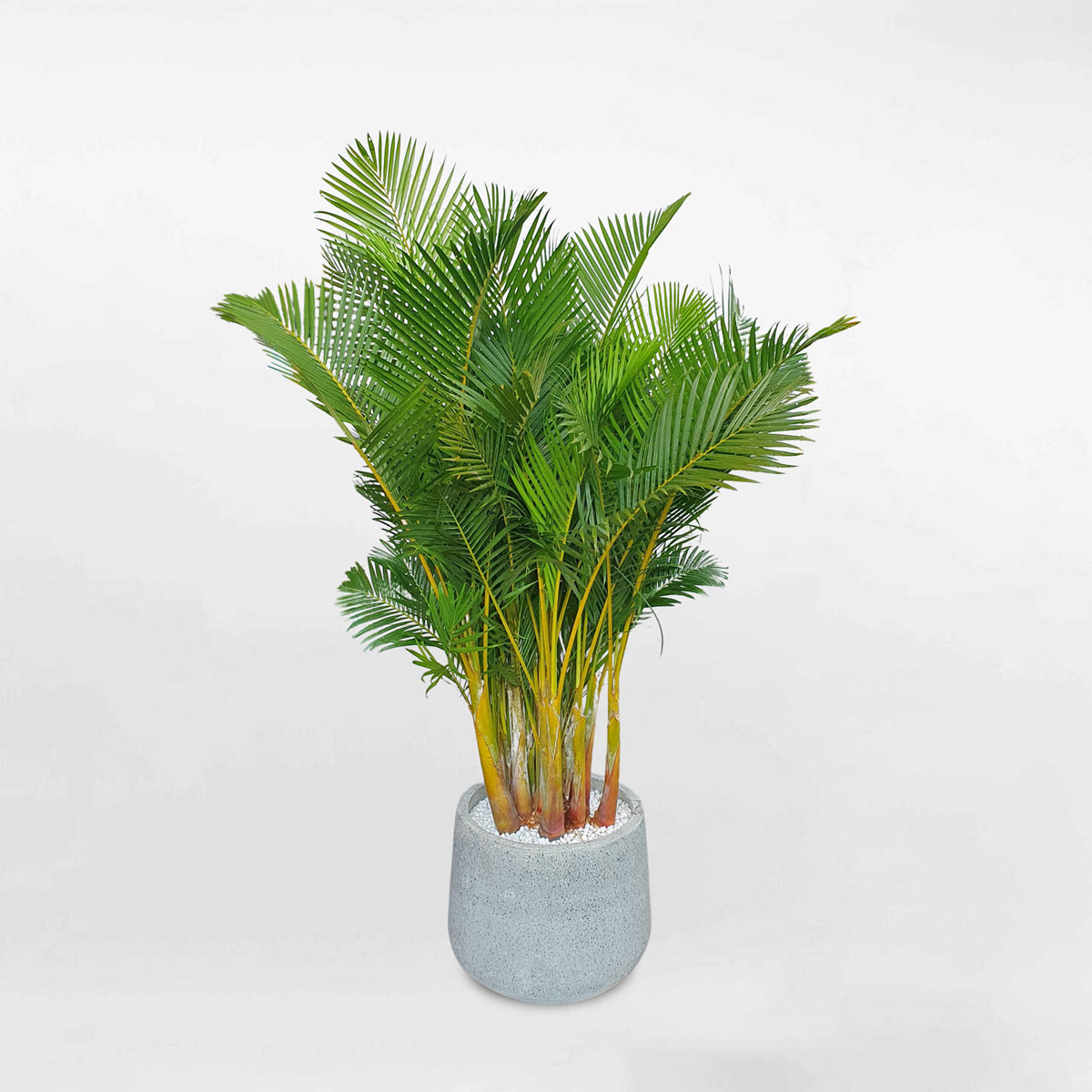 cay cau vang nhat ban chau da mai