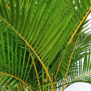 cay cau vang nhat ban chau uom 1