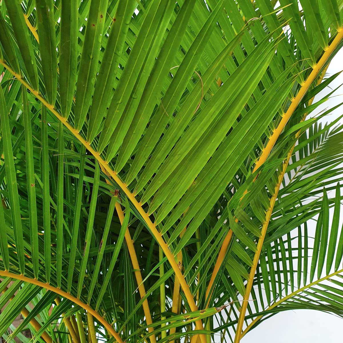 cay cau vang nhat ban chau uom 1