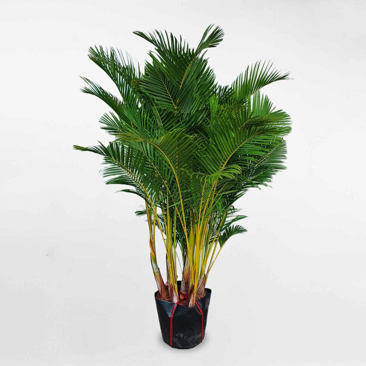 cay cau vang nhat ban chau uom