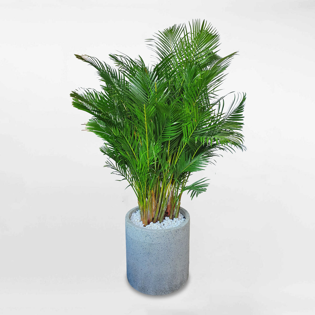 cay cau vang nhat ban chau xi mang da mai 1