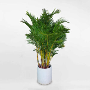 cay cau vang nhat ban chau xi mang da mai