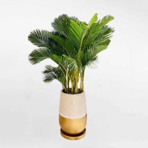 cay cau vang nhat ban chau xi mang vang