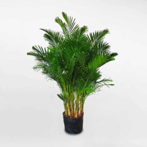 cay cau vang nhat ban co trung