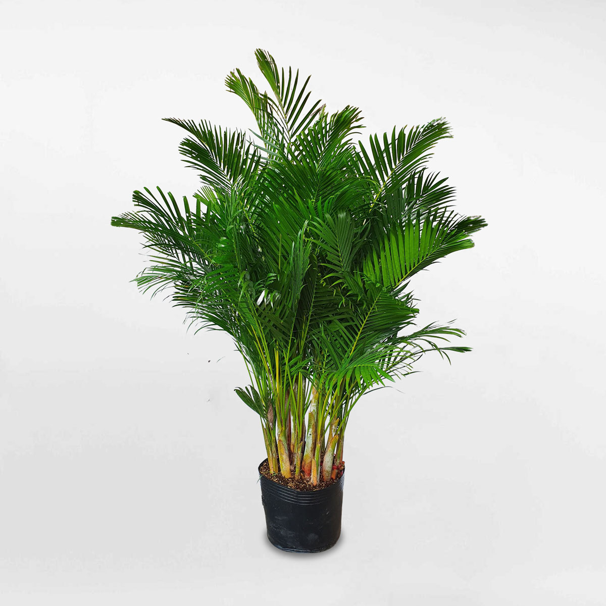 cay cau vang nhat ban co trung