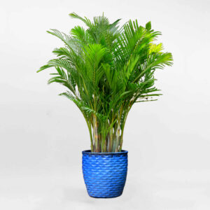 cay cau vang nhat ban mowgarden 01