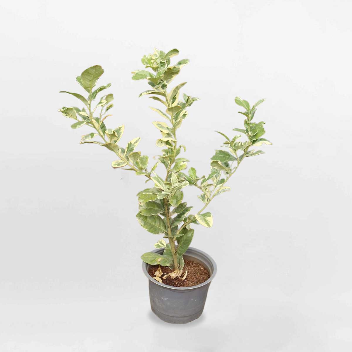 cay chanh cam thach 1